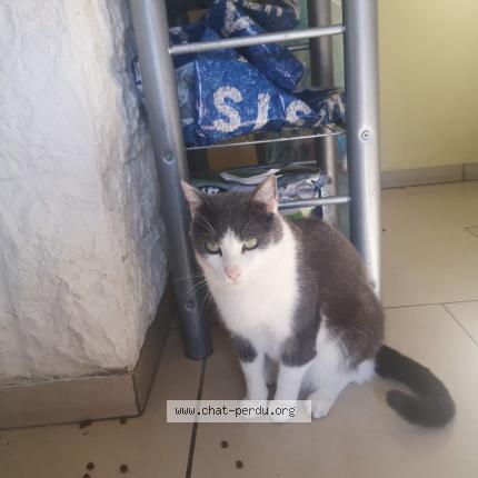 Photo 1/1 Griffou Chat lost in Courcelles