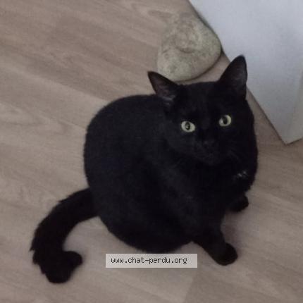 Photo 1/1 Bueno Chat lost in Yvetot bocage