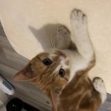 Picture of cat found at Sens