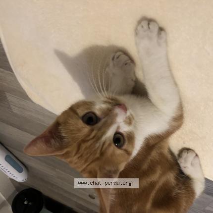 Photo 1/1 Found cat Found in Sens