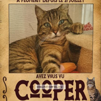 Photo 1/1 Cooper Chat lost in Peumerit