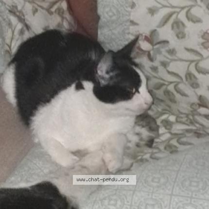 Photo 1/1 Mimi Chat lost in Chomerac