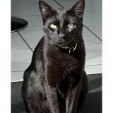 Picture of cat lost at Chatte