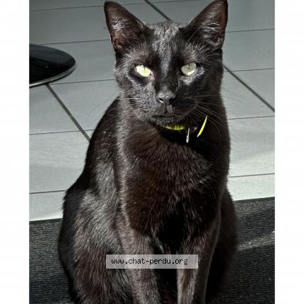 Photo 1/1 NELSON Chat lost in Chatte