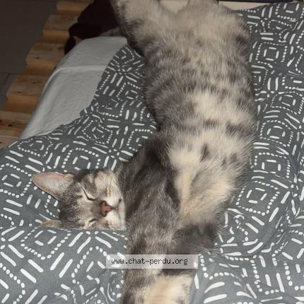 Photo 1/1 Ruby Chat lost in Tatinghem