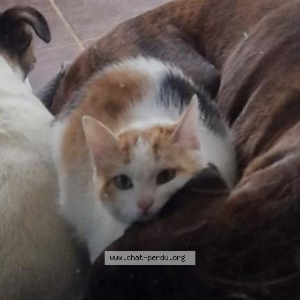 Photo 1/1 Leya Chat lost in Lezignan