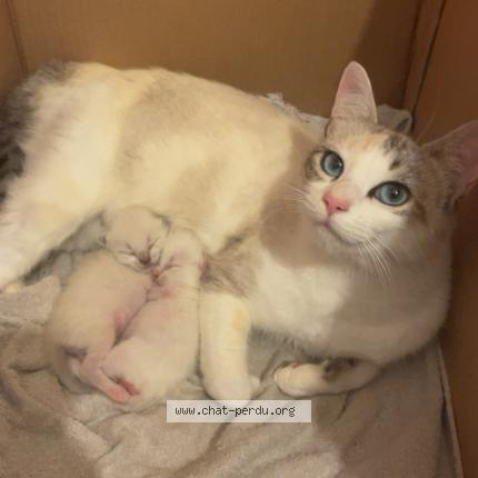 Photo 1/1 Hana Chat lost in Quintin