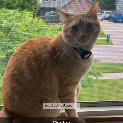 Photo 1/1 Hobbes Chat lost in Carlisle