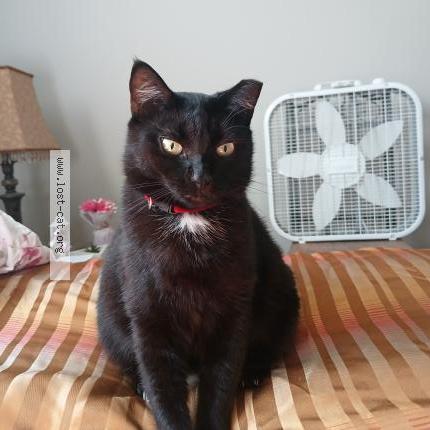 Photo 1/1 KEE KEE Chat lost in Columbus