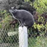 Picture of cat found at Frenelles En Vexin