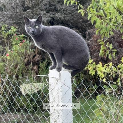 Photo 1/1 Found cat Found in Frenelles en vexin