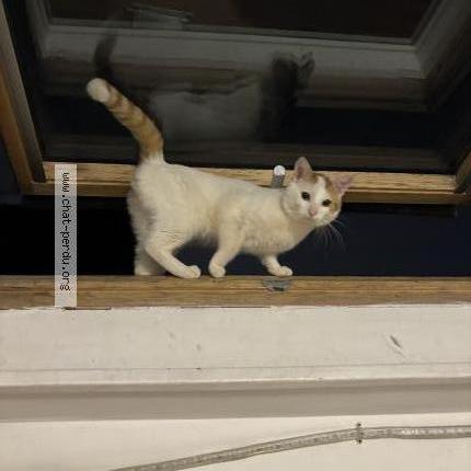 Photo 1/2 Flocon Chat lost in Villemomble