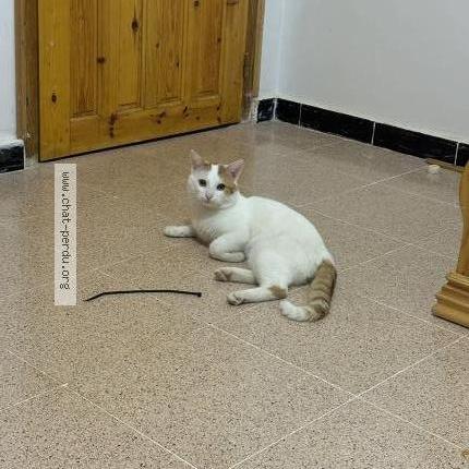 Photo 2/2 Flocon Chat lost in Villemomble