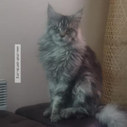 Photo 1/1 Chiang Chat lost in Boulogne billancourt