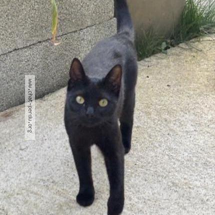 Photo 1/1 Loki Chat lost in Valence