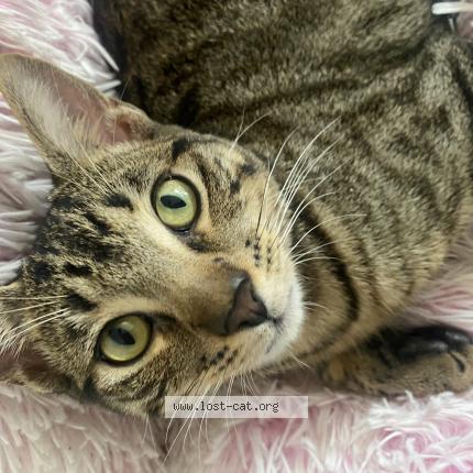 Photo 1/1 Suki Chat lost in Santa fe springs