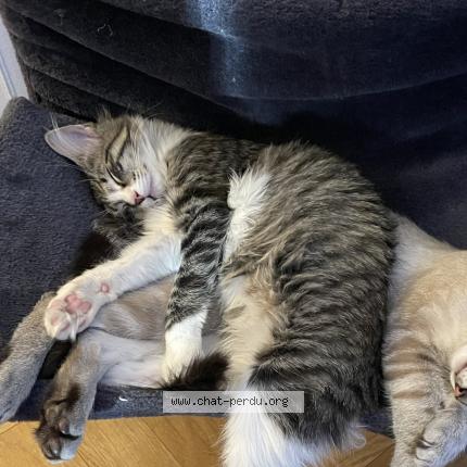 Photo 1/1 Nausika Chat lost in Saint paul cap de joux