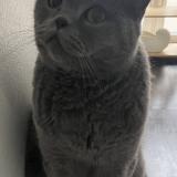 Photo of a cat found in Kaerjeng