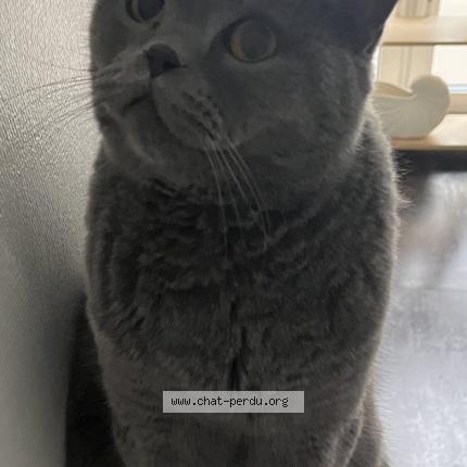 Foto einer verlorenen Katze in Kaerjeng