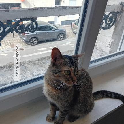 Photo 1/2 Cat reunited Lost in Valenciennes