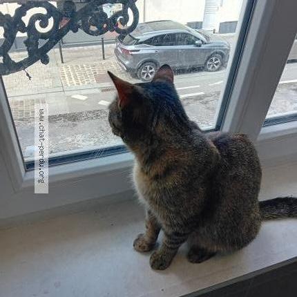 Photo 2/2 Cat reunited Lost in Valenciennes