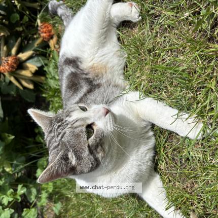 Photo 1/1 Nala Chat lost in La madeleine