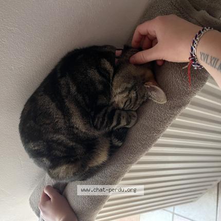 Photo 1/1 Urus Chat lost in Orbais l abbaye