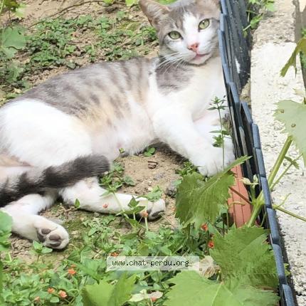Photo 1/1 fissou Chat lost in Sarcelles