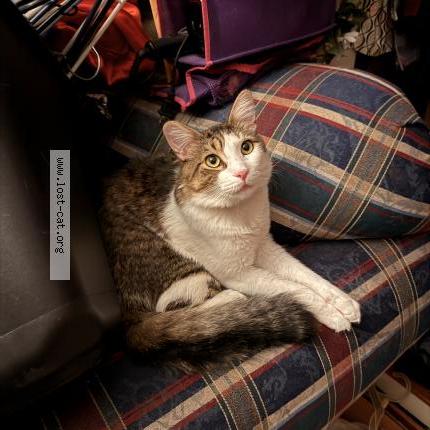 Photo 1/1 Twiddlywinks Chat lost in San bernardino