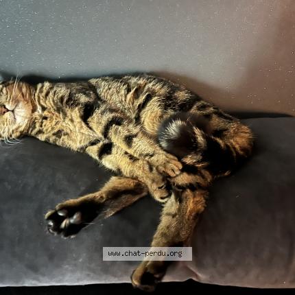 Photo 1/1 Léo Chat lost in Comblain au pont