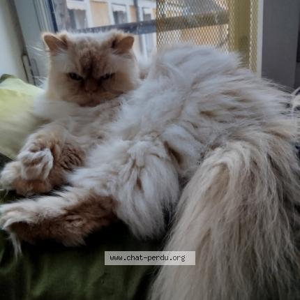 Photo 1/1 Sans nom Chat lost in Saint avertin