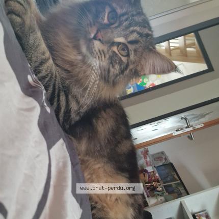 Photo 1/1 Skittles Chat lost in Clerlande