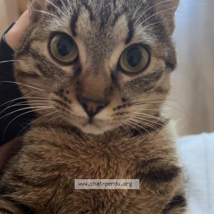 Photo 1/1 Sosi Chat lost in Champigny sur marne