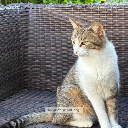 Photo 1/1 Yoko Chat lost in Bayonne