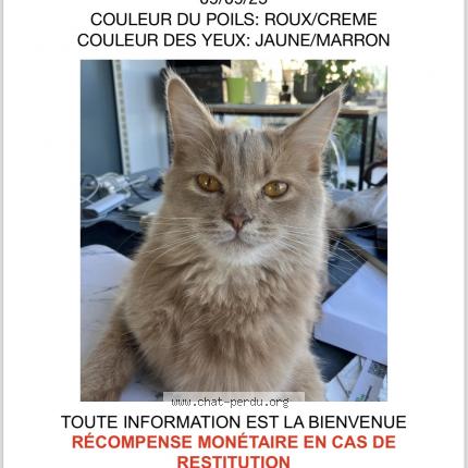 Photo 1/1 Umi Chat lost in Paris