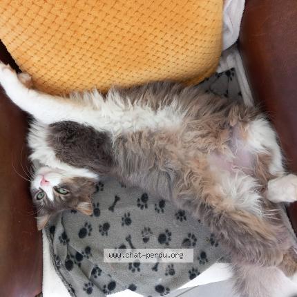 Photo 1/1 Gugus Chat lost in Colomiers