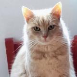 Picture of cat lost at Bois Le Roi