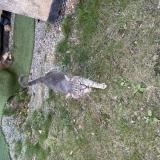 Picture of cat found at Janze