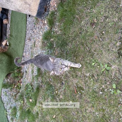 Photo 1/1 Found cat Found in Janze