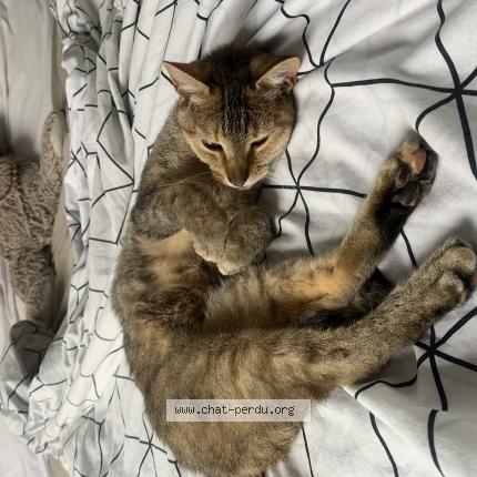 Photo 1/1 Shaya Chat lost in Bordeaux