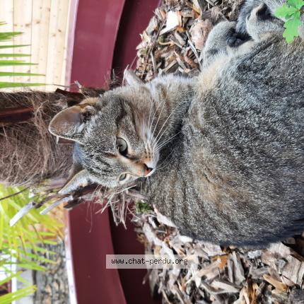 Photo 1/1 Cat reunited Found in Dourdan