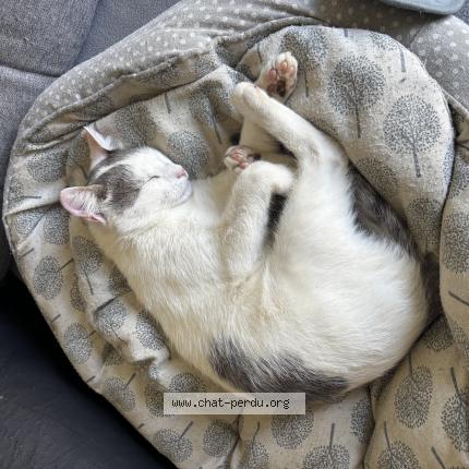 Photo 1/1 Winni Chat lost in Les sorinieres