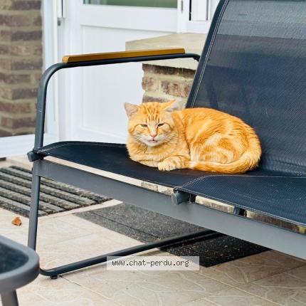 Photo 1/1 Found cat Found in Maulde