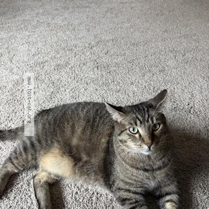 Photo 1/1 Ollie Chat lost in Cottage grove