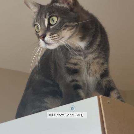 Photo 1/1 Mimi Chat lost in Beauchalot