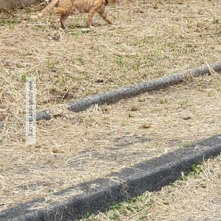 Photo 1/1 Found cat Found in Pointe a pitre