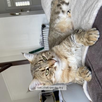 Photo 1/1 Ralph Chat lost in Montlucon