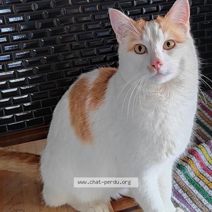 Photo 1/1 Rouxy Chat lost in Geispolsheim