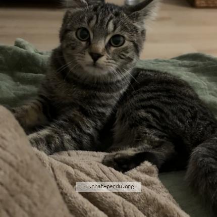 Photo 1/1 Found cat Found in Halluin