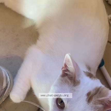 Photo 1/1 Snow Chat lost in Saint priest